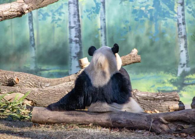 ”“芝麻”入哈百天啦｜在冰城过得超惬意PG麻将胡了2模拟器太阳岛熊猫“芝士
