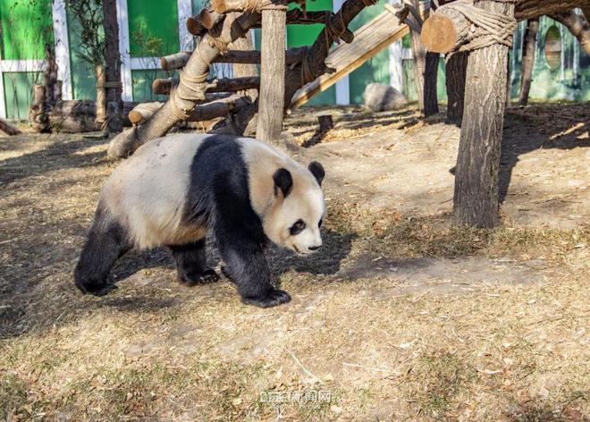 ”“芝麻”入哈百天啦｜在冰城过得超惬意PG麻将胡了2模拟器太阳岛熊猫“芝士(图2)