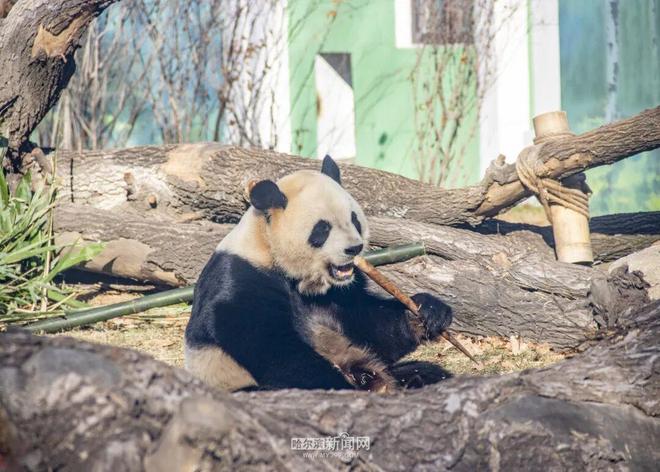 ”“芝麻”入哈百天啦｜在冰城过得超惬意PG麻将胡了2模拟器太阳岛熊猫“芝士(图4)