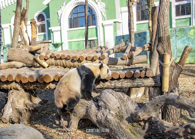 ”“芝麻”入哈百天啦｜在冰城过得超惬意PG麻将胡了2模拟器太阳岛熊猫“芝士(图5)